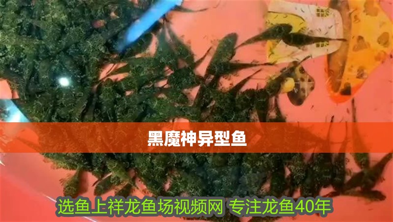 黑魔神異型魚 黑魔神異型魚 龍魚論壇