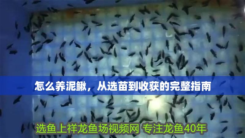 怎么養泥鰍，從選苗到收獲的完整指南 怎么養泥鰍，從選苗到收獲的完整指南 龍魚百科 第1張