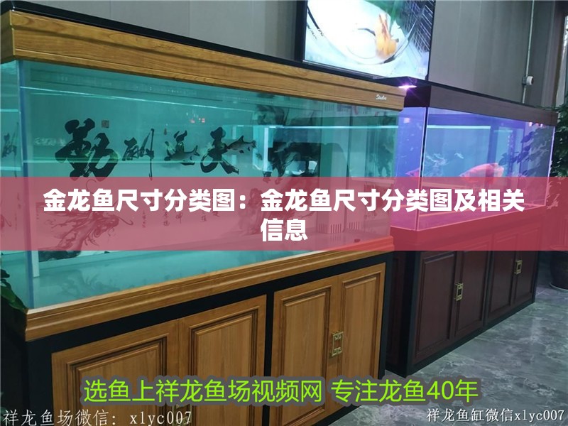 金龍魚尺寸分類圖：金龍魚尺寸分類圖及相關(guān)信息