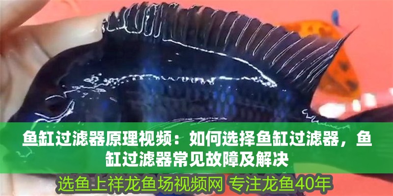 魚缸過濾器原理視頻：如何選擇魚缸過濾器，魚缸過濾器常見故障及解決