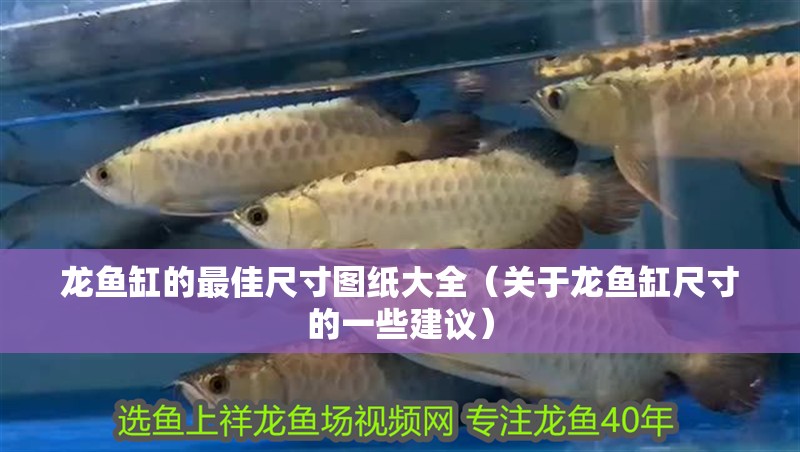 龍魚缸的最佳尺寸圖紙大全（關于龍魚缸尺寸的一些建議）