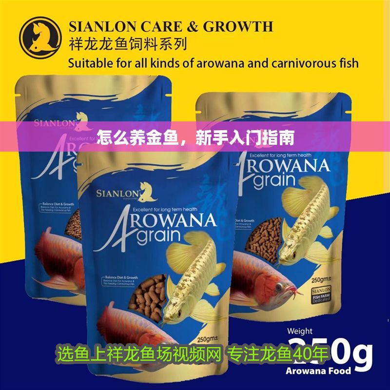 怎么養(yǎng)金魚(yú)，新手入門(mén)指南