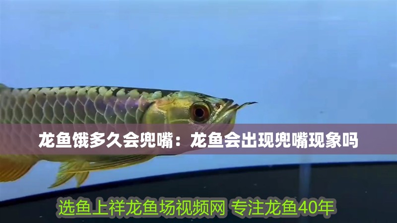 龍魚餓多久會兜嘴：龍魚會出現兜嘴現象嗎