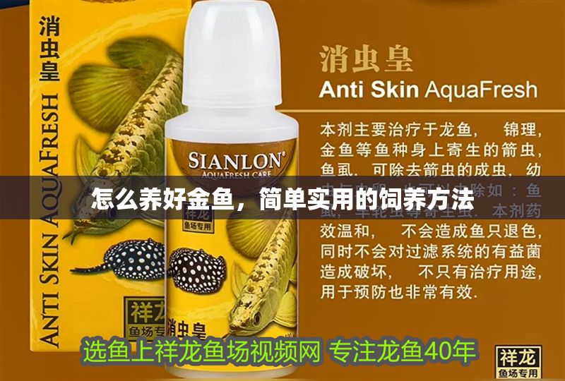 怎么養好金魚，簡單實用的飼養方法