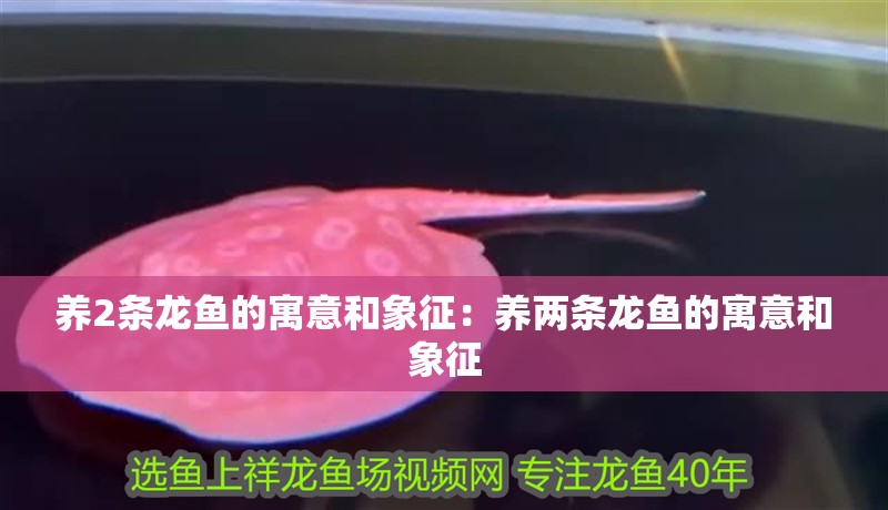 養2條龍魚的寓意和象征：養兩條龍魚的寓意和象征