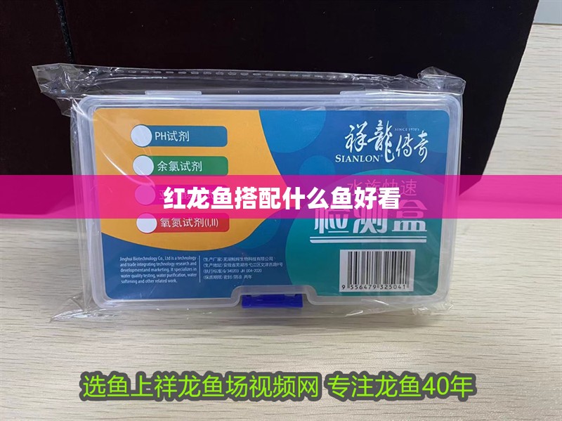 紅龍魚搭配什么魚好看 紅龍魚搭配什么魚好看 龍魚百科
