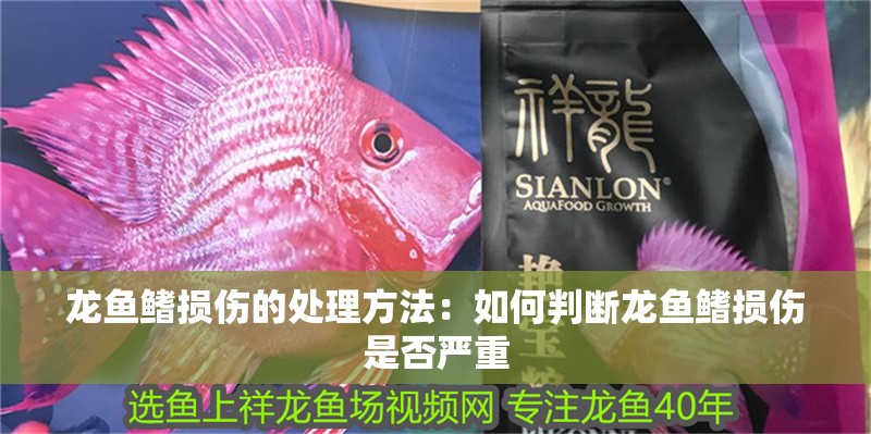 龍魚鰭損傷的處理方法：如何判斷龍魚鰭損傷是否嚴重