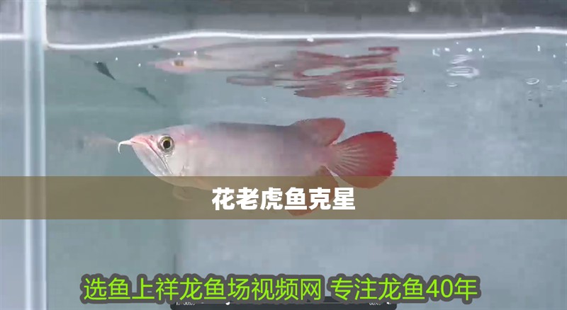 花老虎魚克星