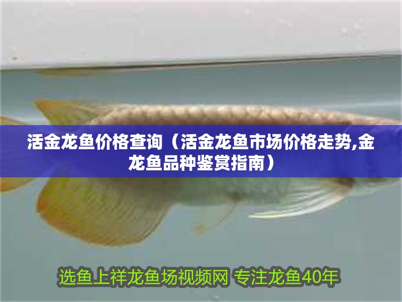 活金龍魚價(jià)格查詢（活金龍魚市場(chǎng)價(jià)格走勢(shì),金龍魚品種鑒賞指南）