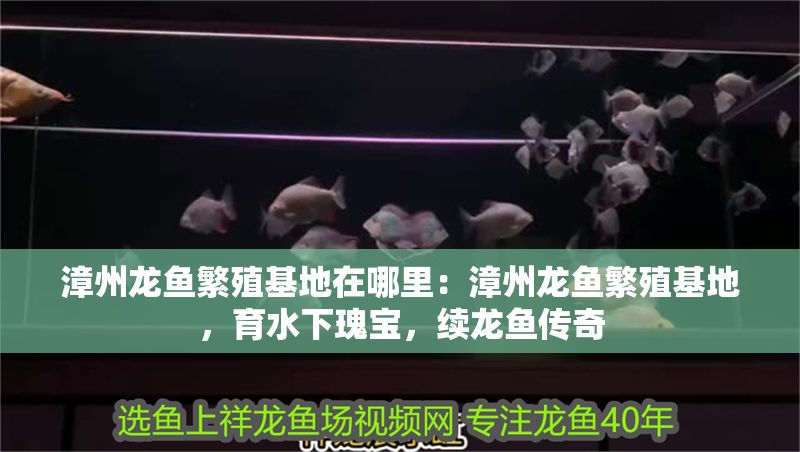 <strong><mark>漳州</mark></strong>龍魚繁殖基地在哪里：<strong><mark>漳州</mark></strong>龍魚繁殖基地，育水下瑰寶，續(xù)龍魚傳奇