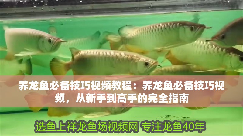 養龍魚必備技巧視頻教程:養龍魚必備技巧視頻,從新手到高手的完全指南