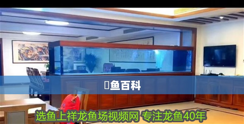 魟魚百科 魟魚百科 龍魚論壇