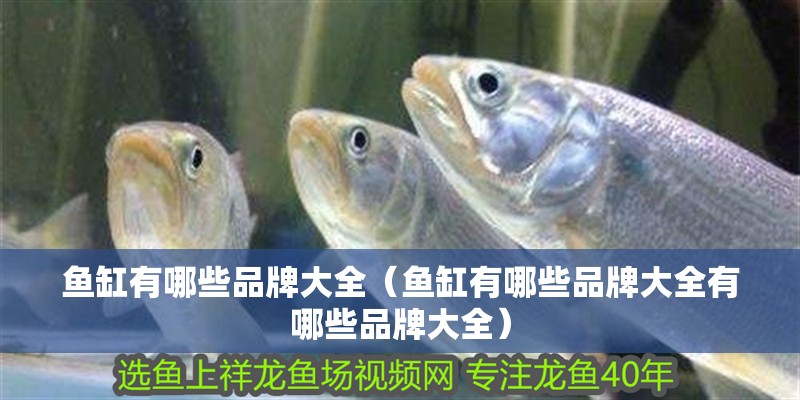 魚缸有哪些品牌大全（魚缸有哪些品牌大全有哪些品牌大全）