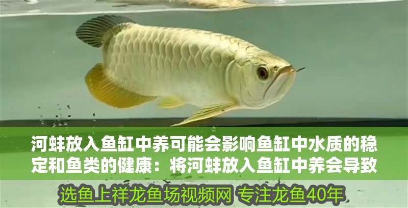 河蚌放入魚缸中養(yǎng)可能會(huì)影響魚缸中水質(zhì)的穩(wěn)定和魚類的健康：將河蚌放入魚缸中養(yǎng)會(huì)導(dǎo)致魚的數(shù)量減少嗎？