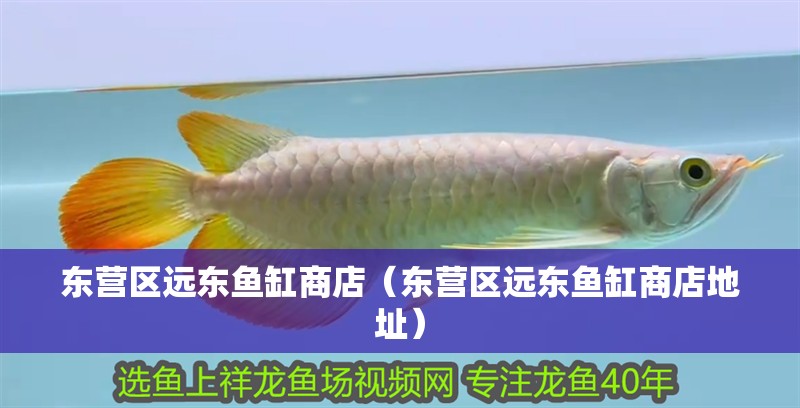 東營區(qū)遠(yuǎn)東魚缸商店（東營區(qū)遠(yuǎn)東魚缸商店地址）