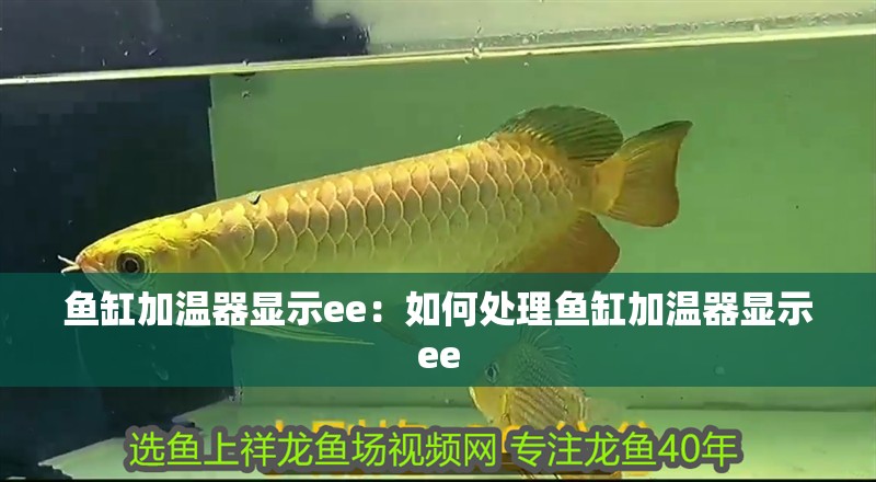 魚缸加溫器顯示ee：如何處理魚缸加溫器顯示ee