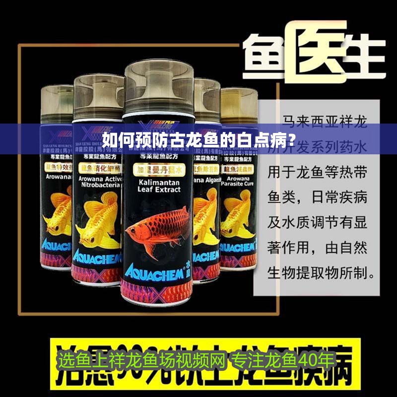 如何預防古龍魚的白點病？