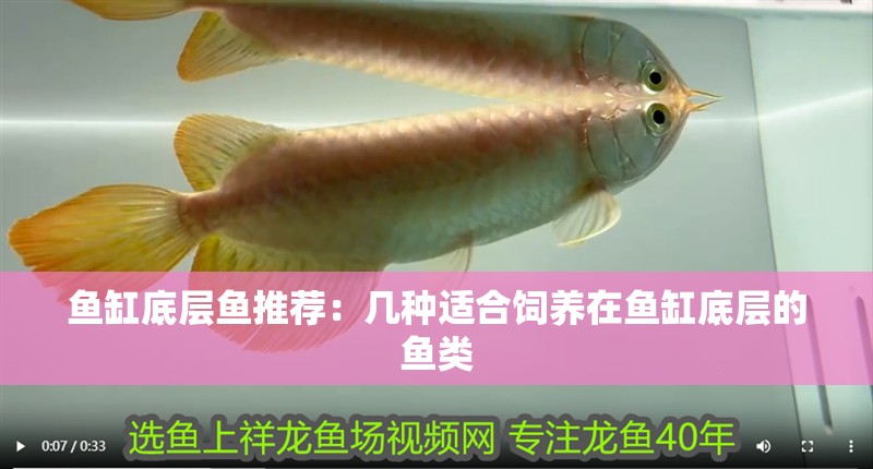 魚缸底層魚推薦：幾種適合飼養在魚缸底層的魚類