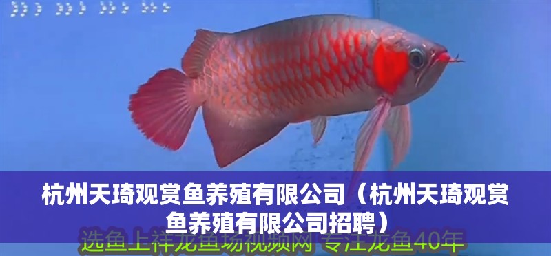 杭州天琦觀賞魚養殖有限公司（杭州天琦觀賞魚養殖有限公司招聘）