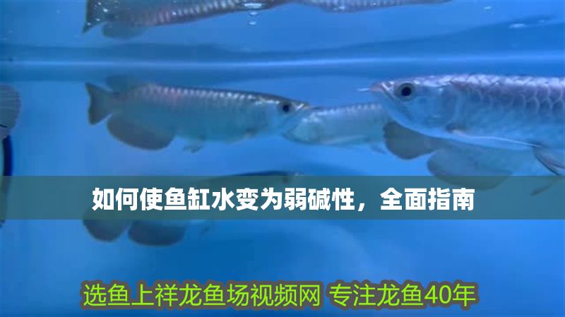 如何使魚缸水變為弱堿性，全面指南
