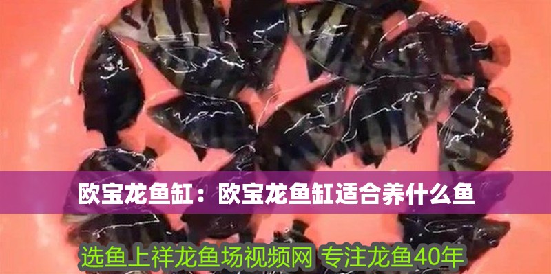 歐寶龍魚缸：歐寶龍魚缸適合養什么魚 歐寶龍魚缸：歐寶龍魚缸適合養什么魚 魚缸百科