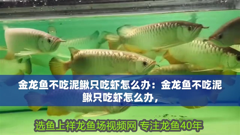 金龍魚不吃泥鰍只吃蝦怎么辦:金龍魚不吃泥鰍只吃蝦怎么辦,