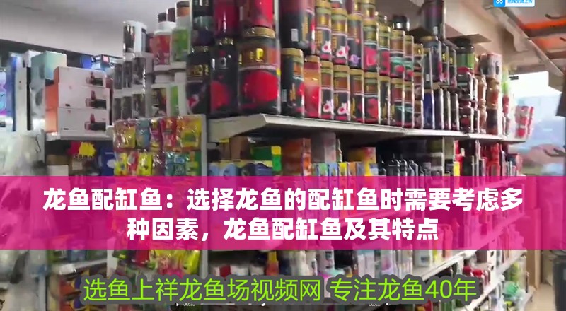 龍魚干蝦有營養(yǎng)嗎 龍魚配缸魚:選擇龍魚的配缸魚時需要考慮多種因素,龍魚配缸魚及其特點 龍魚百科 龍魚配缸魚:選擇龍魚的配缸魚時需要考慮多種因素,龍魚配缸魚及其特點 龍魚配缸魚:選擇龍魚的配缸魚時需要考慮多種因素,龍魚配缸魚及其特點 龍魚百科
