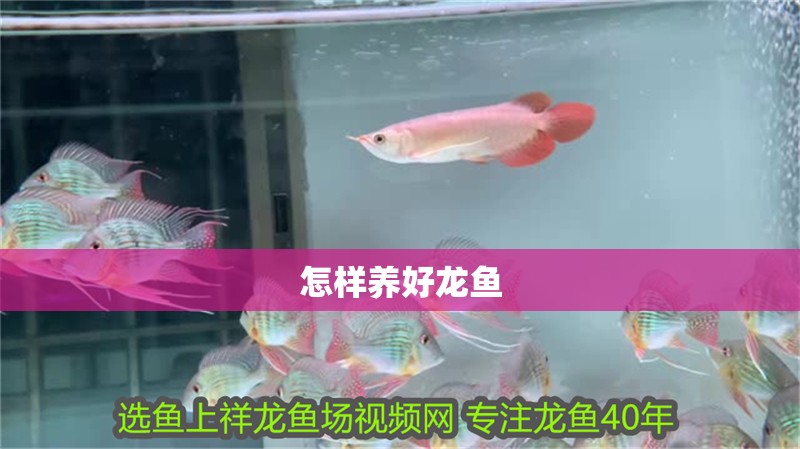 怎樣養(yǎng)好龍魚