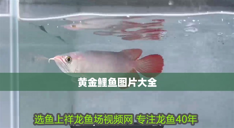 黃金鯉魚圖片大全