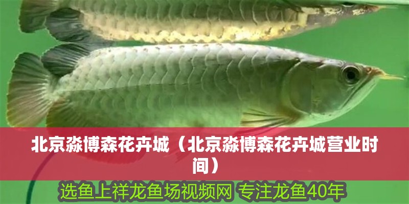 <strong><mark>北京</mark></strong>淼博森花卉城（<strong><mark>北京</mark></strong>淼博森花卉城營業時間）