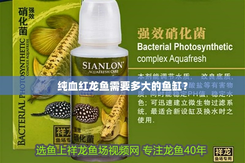 純血紅龍魚需要多大的魚缸？