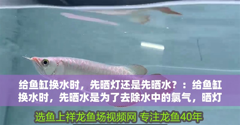 給魚缸換水時，先曬燈還是先曬水？：給魚缸換水時，先曬水是為了去除水中的氯氣，曬燈與此場景無關