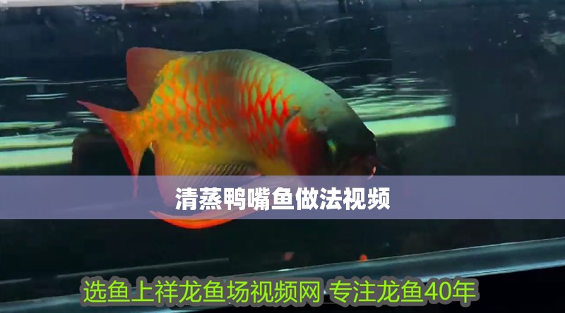 清蒸鴨嘴魚(yú)做法視頻