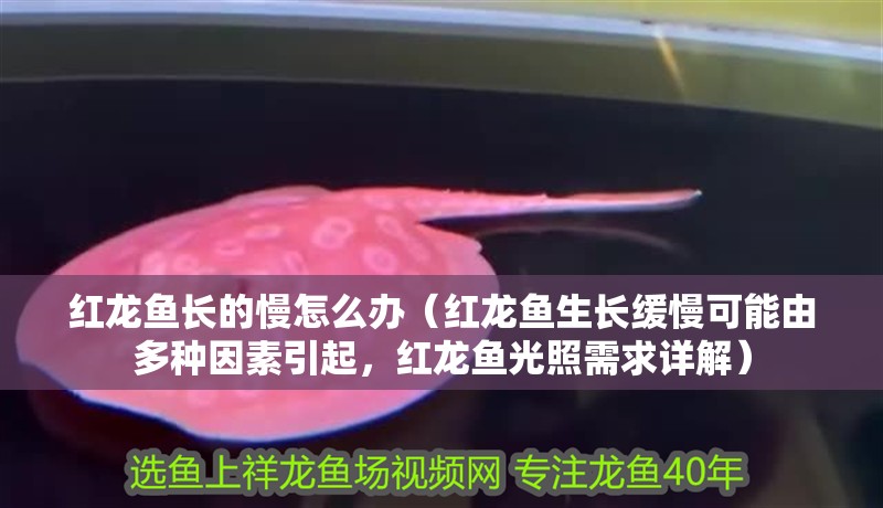 紅龍魚長的慢怎么辦（紅龍魚生長緩慢可能由多種因素引起，紅龍魚光照需求詳解） 紅龍魚長的慢怎么辦（紅龍魚生長緩慢可能由多種因素引起，紅龍魚光照需求詳解） 龍魚百科