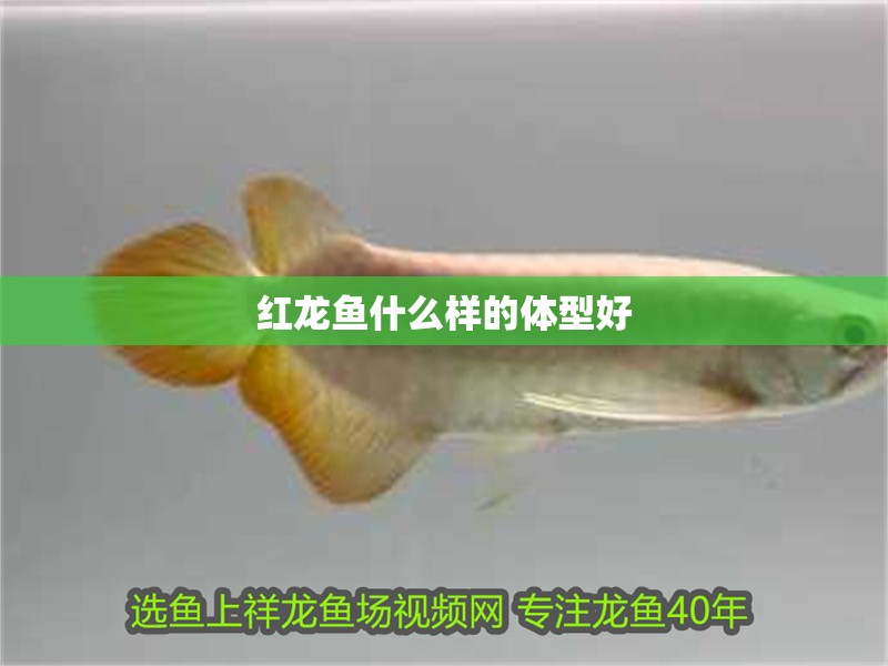 魚缸用增氧泵價(jià)格是多少:魚缸增氧機(jī)-xtrac增氧機(jī)-xtrac增氧機(jī) 紅龍魚什么樣的體型好 龍魚論壇 紅龍魚什么樣的體型好 紅龍魚什么樣的體型好 龍魚論壇