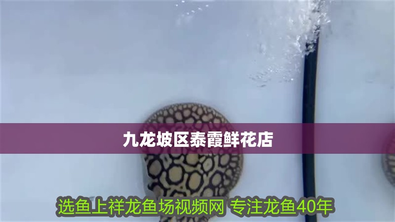 我的虎魚真菌感染了要怎么處理 九龍坡區(qū)泰霞鮮花店 全國(guó)水族館企業(yè)名錄 九龍坡區(qū)泰霞鮮花店 九龍坡區(qū)泰霞鮮花店 全國(guó)水族館企業(yè)名錄