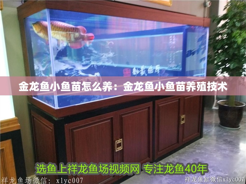 金龍魚小魚苗怎么養(yǎng)：金龍魚小魚苗養(yǎng)殖技術