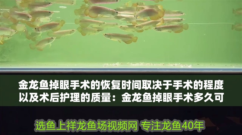 金龍魚掉眼手術的恢復時間取決于手術的程度以及術后護理的質量：金龍魚掉眼手術多久可以恢復正常生活