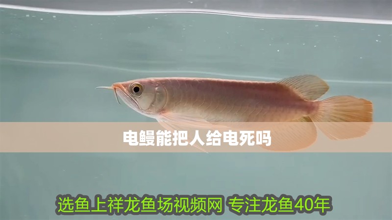 電鰻能把人給電死嗎