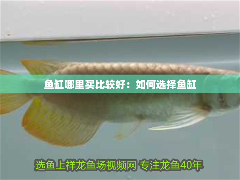 魚缸哪里買比較好：如何選擇魚缸