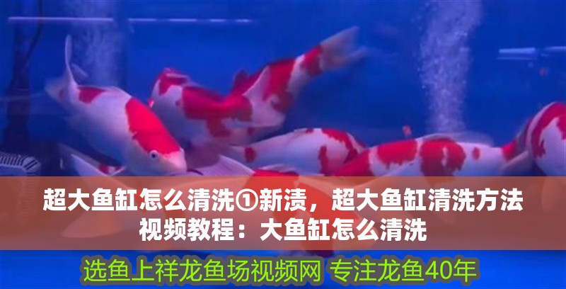 超大魚(yú)缸怎么清洗①新漬，超大魚(yú)缸清洗方法視頻教程：大魚(yú)缸怎么清洗