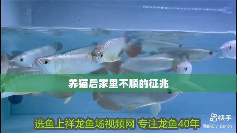 養貓后家里不順的征兆