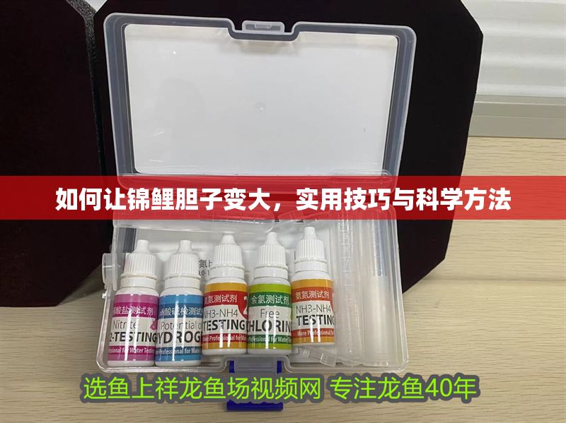 如何讓錦鯉膽子變大，實用技巧與科學方法