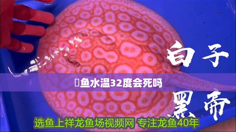 魟魚水溫32度會死嗎
