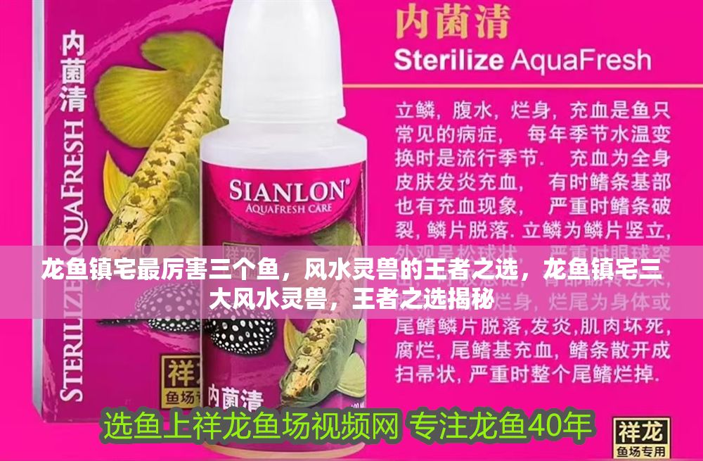 龍魚鎮宅最厲害三個魚，風水靈獸的王者之選，龍魚鎮宅三大風水靈獸，王者之選揭秘