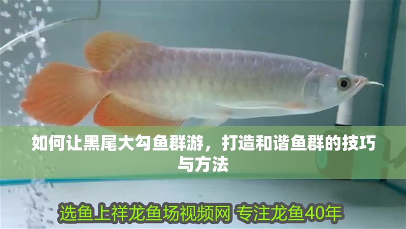 如何讓黑尾大勾魚群游，打造和諧魚群的技巧與方法