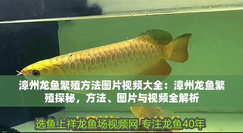 <strong><mark>漳州</mark></strong>龍魚繁殖方法圖片視頻大全：<strong><mark>漳州</mark></strong>龍魚繁殖探秘，方法、圖片與視頻全解析