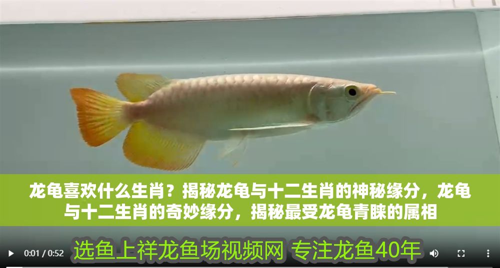 龍龜喜歡什么生肖？揭秘龍龜與十二生肖的神秘緣分，龍龜與十二生肖的奇妙緣分，揭秘最受龍龜青睞的屬相