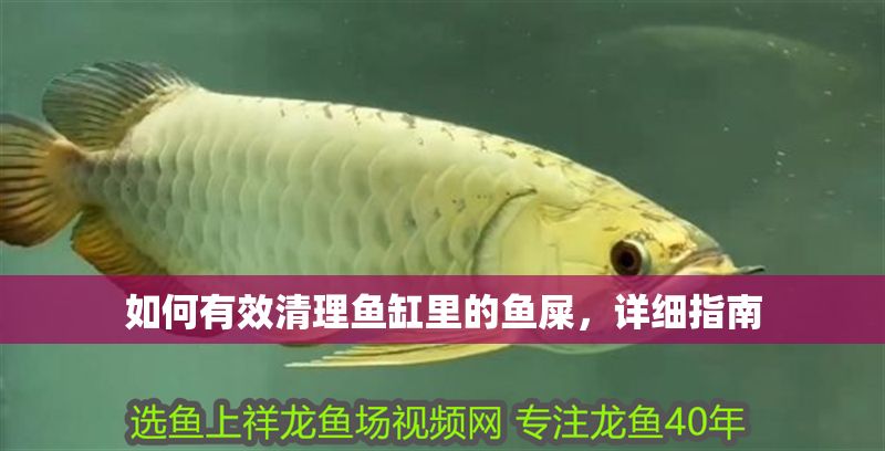 如何有效清理魚缸里的魚屎，詳細(xì)指南 如何有效清理魚缸里的魚屎，詳細(xì)指南 龍魚百科 第1張