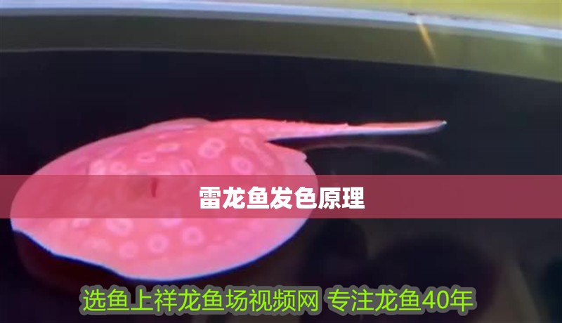 雷龍魚發(fā)色原理